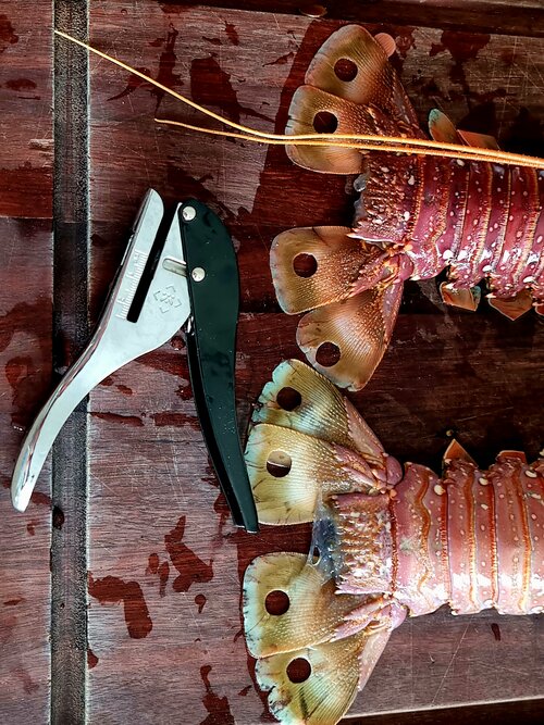 Rippa Gauges - 10mm Tail Punch image 1